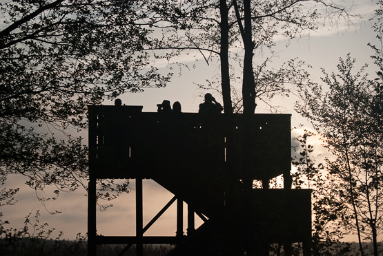 Ett fågeltorn med personer i siluett mot morgonhimlen. I förgrunden syns träd i siluett.