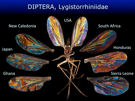 En bild på en insekt med färglada vingar. Överst finns en text med orden DIPTERA, Lygistorrhiniidae. På båda sidor om insekten finns olika sorters färglada vingar. Ovanför varje vinge står det olika länders namn.