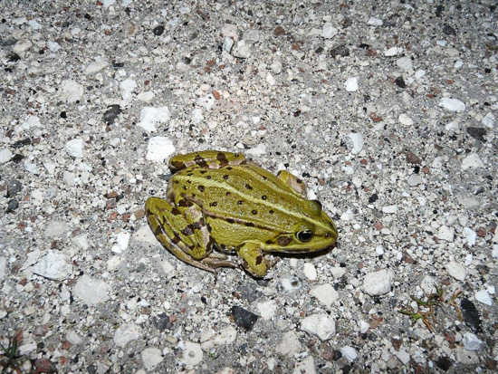 A toad is sitting on the ground.