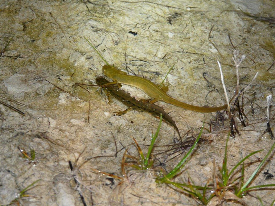A newt is swimming in water.