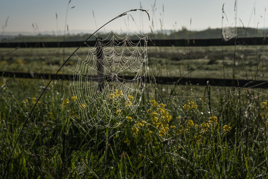 Ett spindelnät mellan grässtrån i morgondimma.
