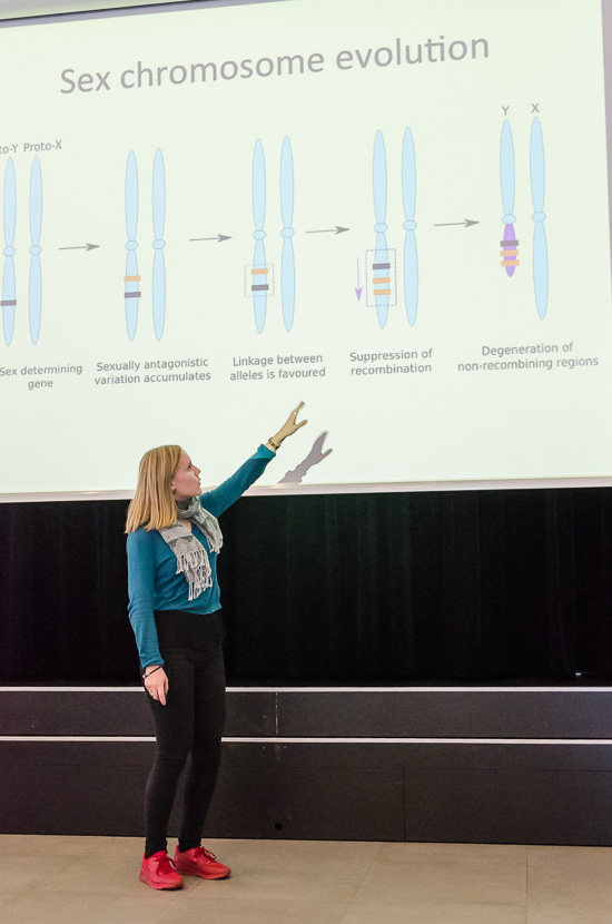 A person is standing pointing on a big screen with the text Sex chromosome evolution.