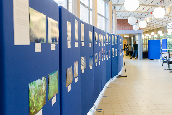 A lot of photos hanging on poster screens