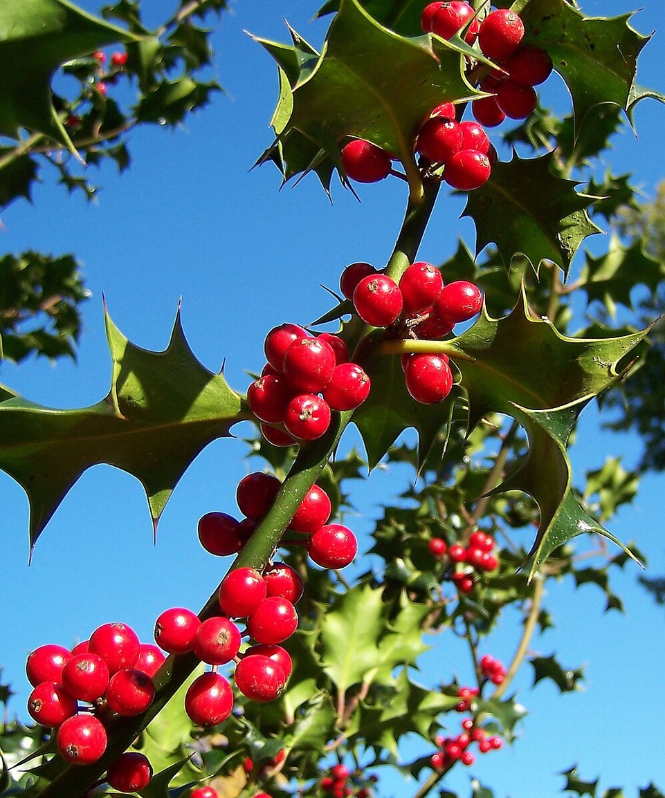 Red berries and green spiky leaves. Photo.