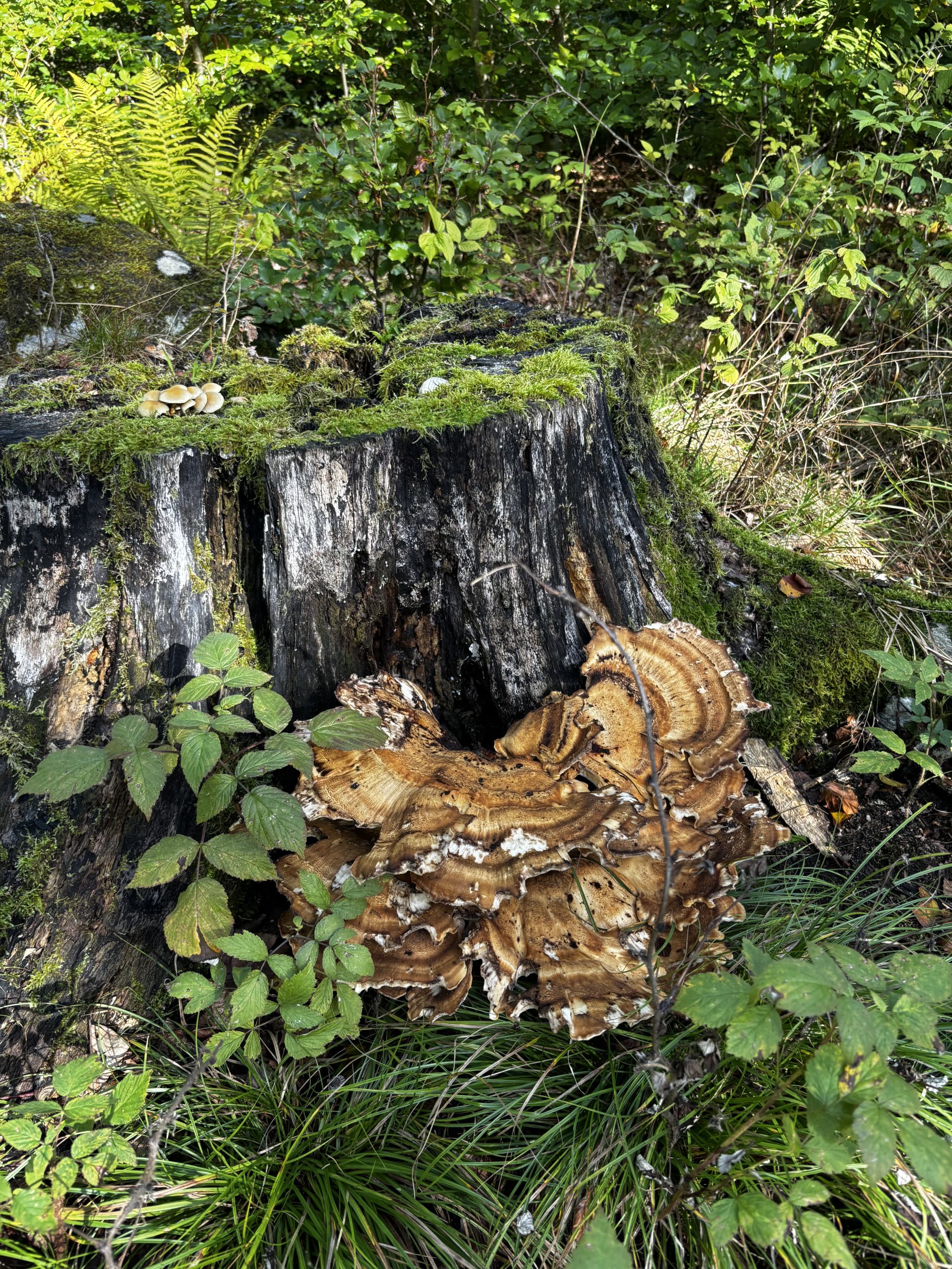 En svamp på en stubbe. Foto.