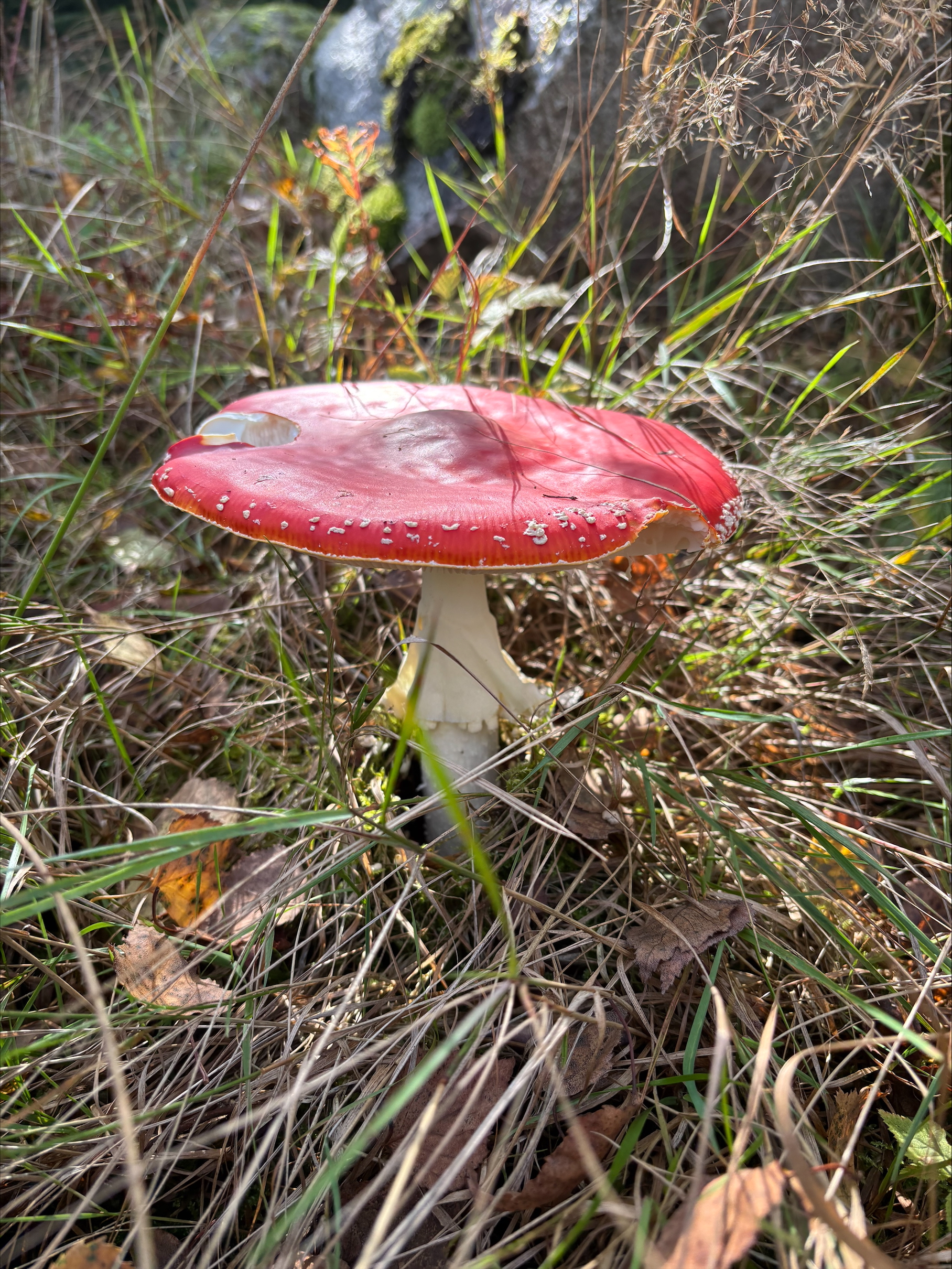 En närbild på en svamp. Foto.